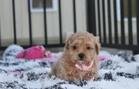 Kaya, a female Maltipoo for sale in Millersburg, OH – 2 of 5