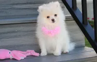 Khloe , a female Pomeranian for sale in Millersburg, OH – 9 of 10