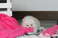 Reese, a female Pomeranian for sale in Millersburg, OH – 6 of 10