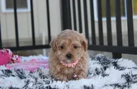 Kaya, a female Maltipoo for sale in Millersburg, OH – 3 of 5