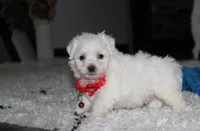 Jojo, a male Bichon Frise for sale in Millersburg, OH – 6 of 10