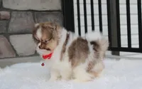 Bentley , a male Pomeranian for sale in Millersburg, OH – 2 of 10