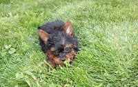 Emmett , a male Yorkipoo for sale in Millersburg, OH – 7 of 8
