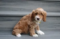 Luka, a male Cockapoo for sale in Millersburg, OH – 3 of 4