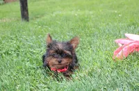 Emmett , a male Yorkipoo for sale in Millersburg, OH – 9 of 10