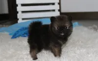 Buttons , a male Pomeranian for sale in Millersburg, OH – 5 of 9