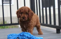 Major , a male Cavapoo for sale in Millersburg, OH – 6 of 9
