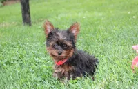 Emmett , a male Yorkipoo for sale in Millersburg, OH – 2 of 10