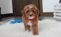 Lincoln, a male Cavapoo for sale in Millersburg, OH – Photo 6 of 10