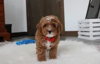 Lincoln, a male Cavapoo for sale in Millersburg, OH – Photo 4 of 10