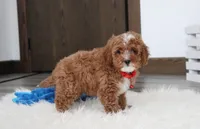 Lincoln, a male Cavapoo for sale in Millersburg, OH – Photo 10 of 10