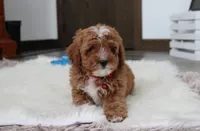 Lincoln, a male Cavapoo for sale in Millersburg, OH – Photo 9 of 10