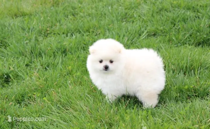 Koda – Pomeranian puppy for sale in Millersburg, OH