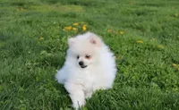 Koda, a male Pomeranian for sale in Millersburg, OH – Photo 5 of 10