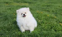 Koda, a male Pomeranian for sale in Millersburg, OH – Photo 6 of 10