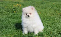 Koda, a male Pomeranian for sale in Millersburg, OH – Photo 4 of 10