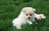 Kira, a female Pomeranian for sale in Millersburg, OH – Photo 8 of 8