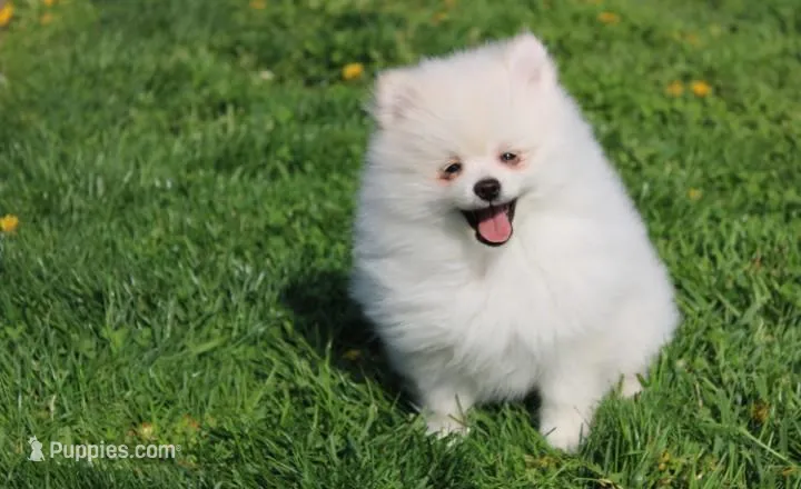 Koda – Pomeranian puppy for sale in Millersburg, OH