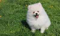 Koda, a male Pomeranian for sale in Millersburg, OH – Photo 1 of 10
