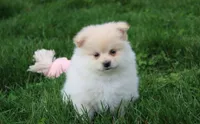 Kira, a female Pomeranian for sale in Millersburg, OH – Photo 7 of 8