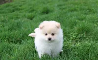 Kira, a female Pomeranian for sale in Millersburg, OH – Photo 3 of 8