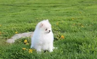 Koda, a male Pomeranian for sale in Millersburg, OH – Photo 7 of 10