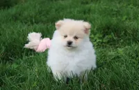 Kira, a female Pomeranian for sale in Millersburg, OH – Photo 2 of 8