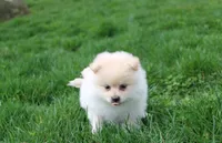 Kira, a female Pomeranian for sale in Millersburg, OH – Photo 6 of 8