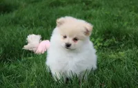 Kira, a female Pomeranian for sale in Millersburg, OH – Photo 5 of 8