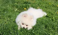 Koda, a male Pomeranian for sale in Millersburg, OH – Photo 9 of 10
