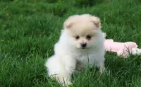 Kira, a female Pomeranian for sale in Millersburg, OH – Photo 1 of 8