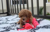 Kirian, a male Bichpoo for sale in Millersburg, OH – 5 of 9