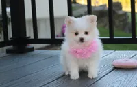 Marshmallow , a female Pomeranian for sale in Millersburg, OH – 7 of 9