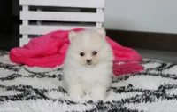 Remi, a female Pomeranian for sale in Millersburg, OH – 2 of 9