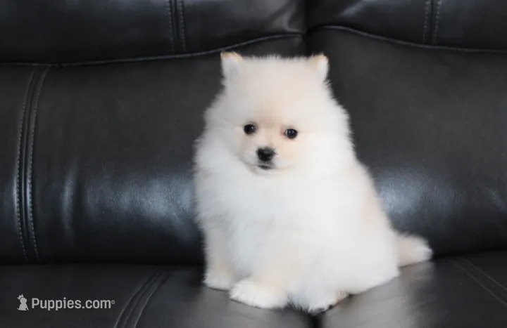 Ruby – Pomeranian puppy for sale in Millersburg, OH