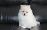 Ruby, a female Pomeranian for sale in Millersburg, OH – 1 of 9