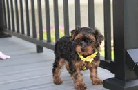 Evelyn , a female Yorkipoo for sale in Millersburg, OH – 3 of 4