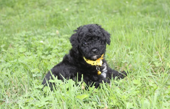 Rocky – Yorkipoo puppy for sale in Millersburg, OH