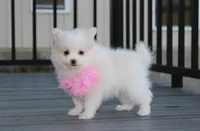 Marshmallow , a female Pomeranian for sale in Millersburg, OH – 8 of 9