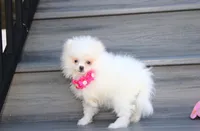Kylie , a female Pomeranian for sale in Millersburg, OH – 2 of 3