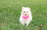 Luna, a female Pomeranian for sale in Millersburg, OH – 10 of 10