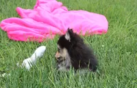 Tilly, a female Pomeranian for sale in Millersburg, OH – 9 of 10