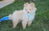 Teddy , a male Pomeranian for sale in Millersburg, OH – 8 of 9