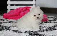 Remi, a female Pomeranian for sale in Millersburg, OH – 6 of 9