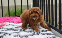 Penny , a female Cockapoo for sale in Millersburg, OH – 7 of 7