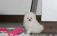 Reese, a female Pomeranian for sale in Millersburg, OH – 5 of 10