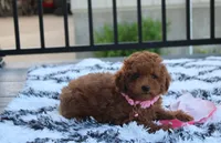 Sasha , a female Poodle - Miniature  for sale in Millersburg, OH – 3 of 10
