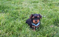 Enzo, a male Yorkipoo for sale in Millersburg, OH – 3 of 6