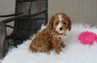 Freya , a female Cavapoo for sale in Millersburg, OH – 4 of 8
