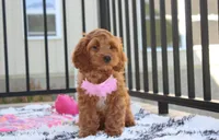 Lily, a female Cockapoo for sale in Millersburg, OH – 2 of 5